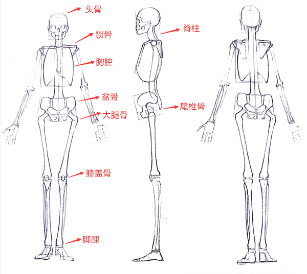 【绘画入门第四弹】简单粗暴地带你认识人体骨骼和肌肉!