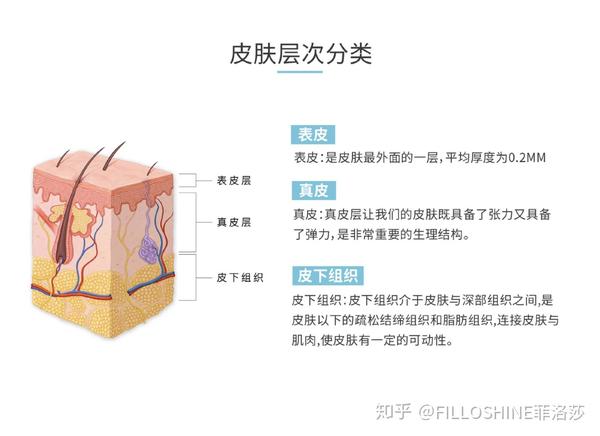 按皮肤层次分类:【表皮】【真皮】【皮下组织】 皮肤最外面的一层