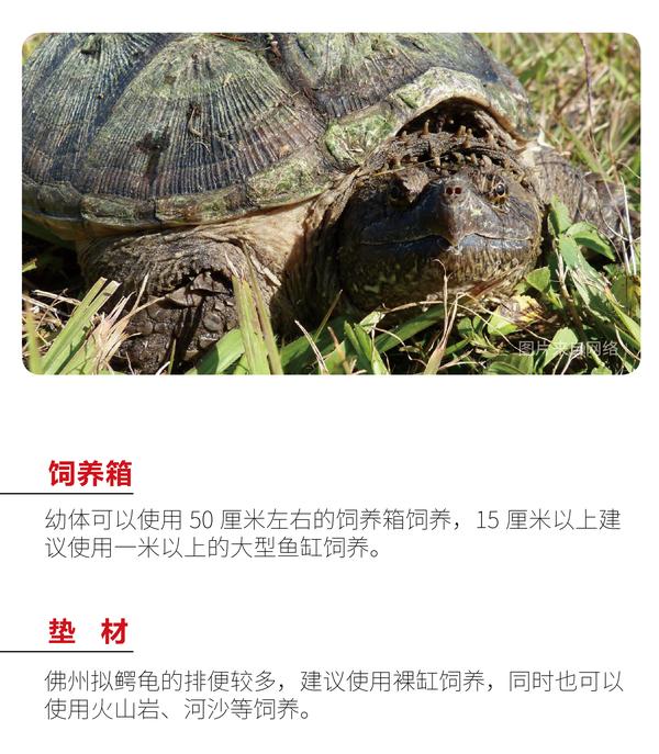 物种小谈┃佛州拟鳄龟