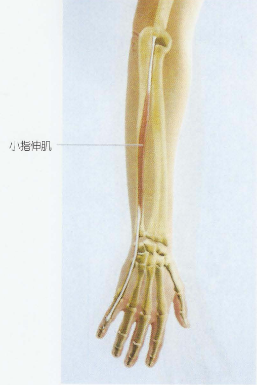 11,小指伸肌(extensor digiti minimi)