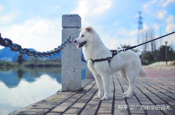 广西土松 古老的中华田园犬