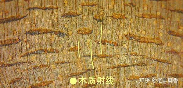 木射线是木材中起横向输导养份作用的组织, 存在于植物的次生木质部