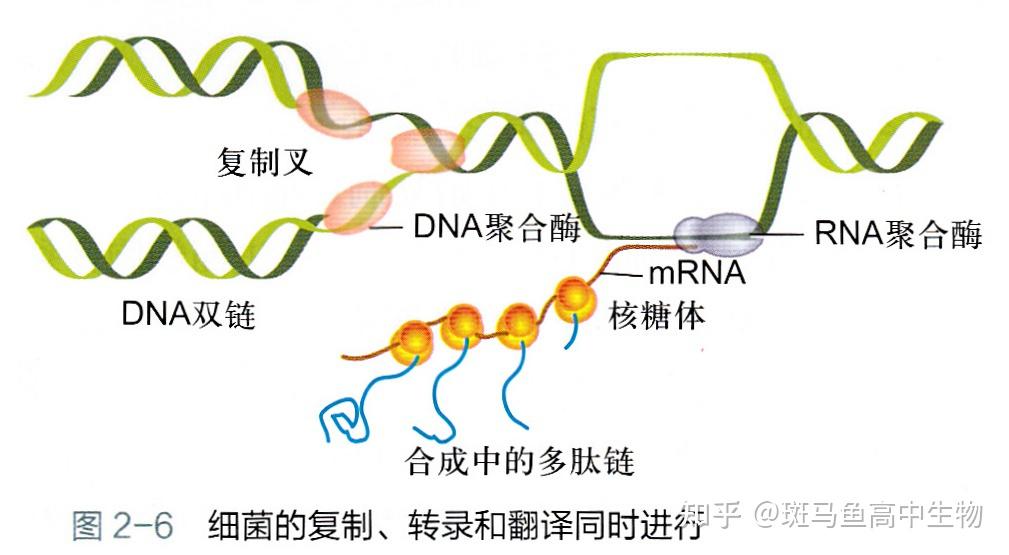 真核生物核基因能边转录边翻译嘛