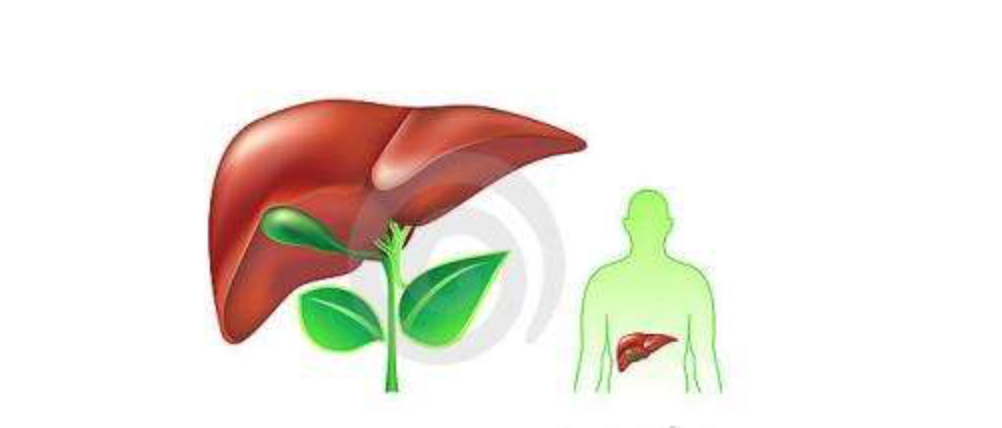 日常要怎么样养肝护肝有什么警告预示肝硬化的来临