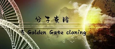 不管用于上述何种应用,golden gate克隆无疑是一种能在一个简单且