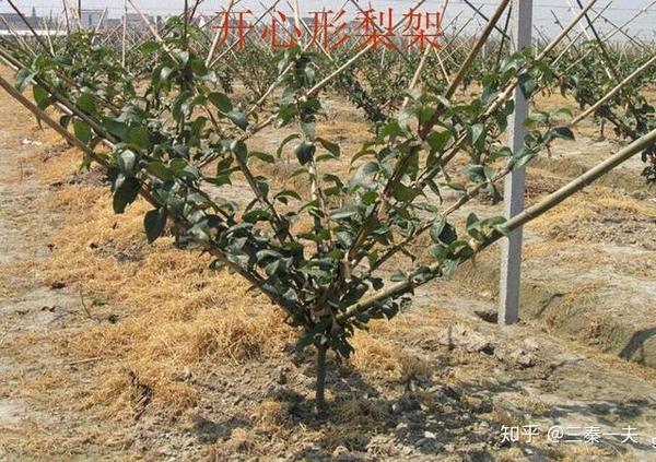 日本这种梨树栽培方式,国内也是一直在悄悄研究的
