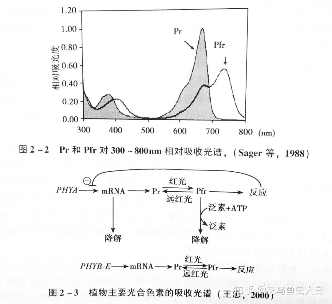 植物光合作用的概念及重要性