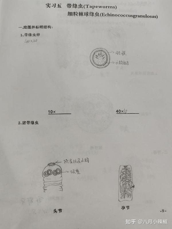 医学寄生虫实验手绘图