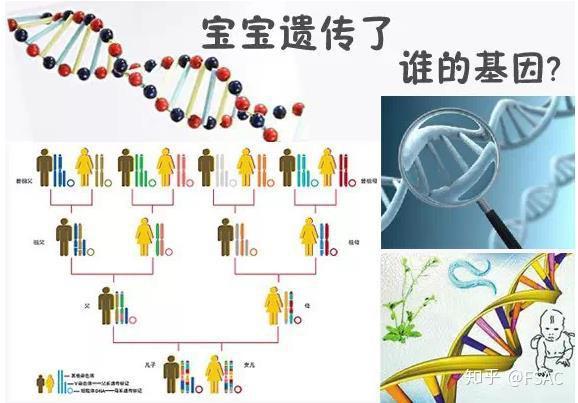 fsac: 父母都想知道,宝宝的基因到底都遗传谁了.