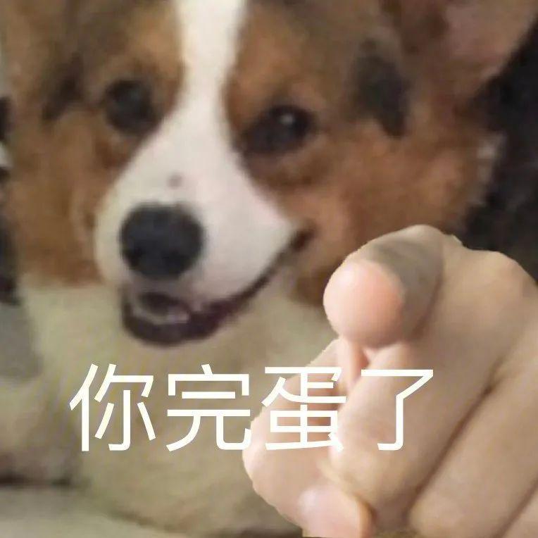 表情包小狗狗指人表情包