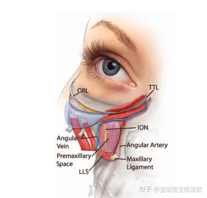 图3 透明区为上颌前间隙,ion为眶下神经676767