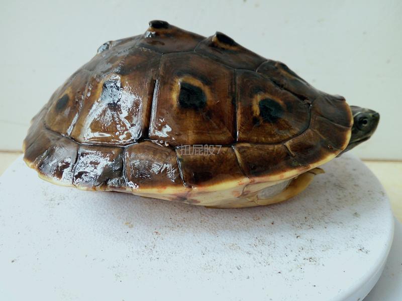 缅甸孔雀龟饲养要点