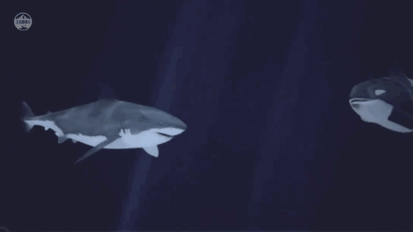 7具鲨鱼尸体惊现南非海滩,尸体伤口奇特,是谁杀死了大