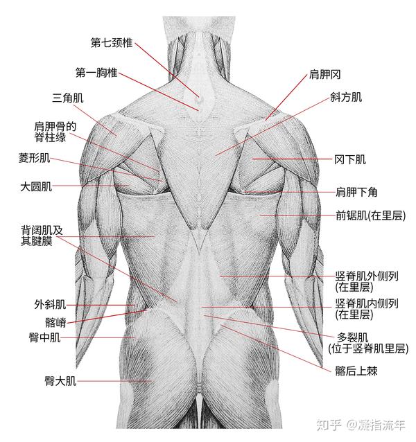 坚持学画:人体结构之肌肉部分——躯干肌