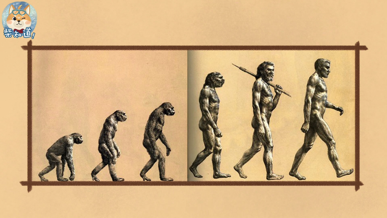被错误解读最多的"人类进化图"
