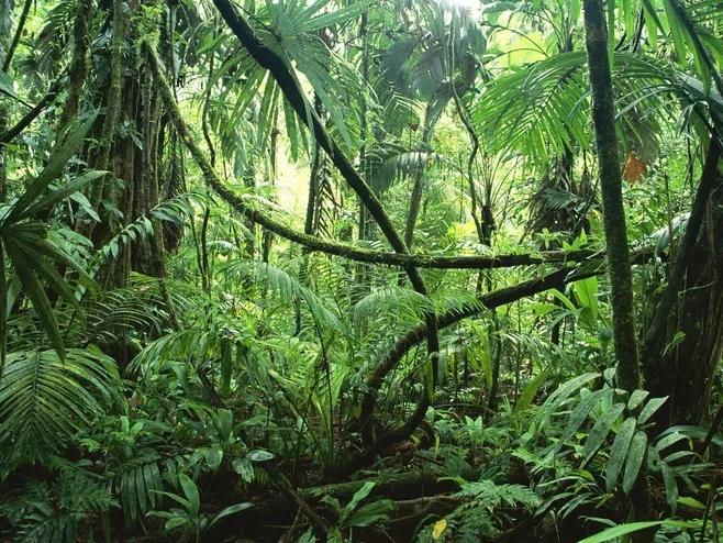 揭开"地球之肺"的神秘面纱——苍莽原始的热带雨林到底有多迷人