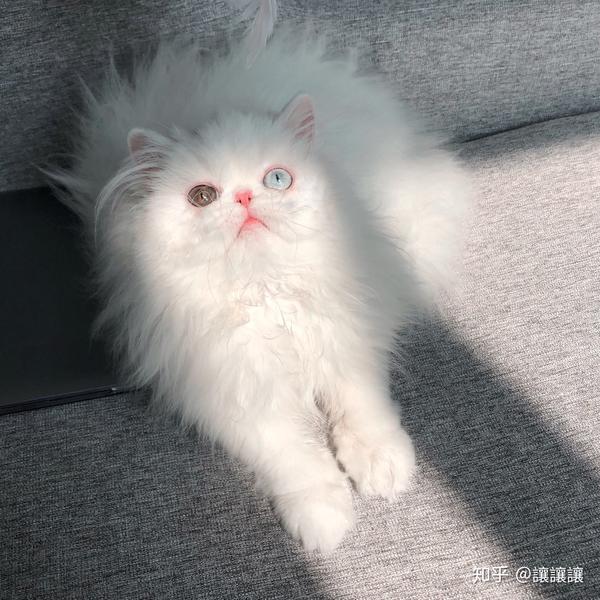 异瞳加菲猫有效去泪痕