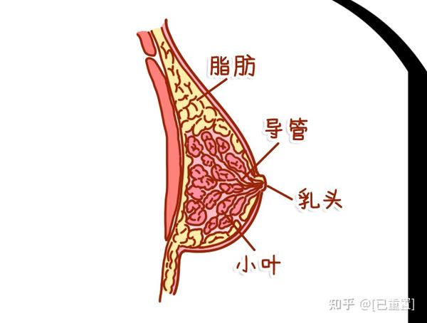 女性乳房结构主要是由小叶,导管和基质组成.
