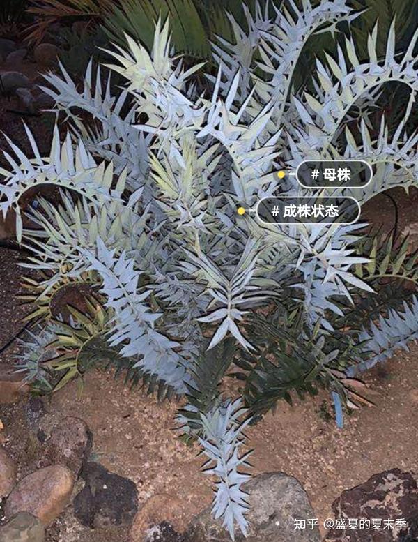 非洲矮叶蓝棘苏铁:拉丁文(encephalartos horridus )叶子长度是普通蓝