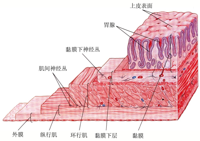 胃的组织学形态 胃壁共分四层.