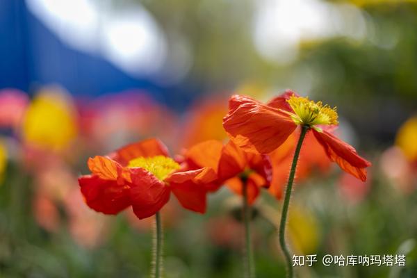 摄影的基本构图原则你都了解吗新手入门摄影基础构图原则