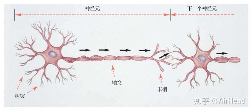 神经元之间的信息传递