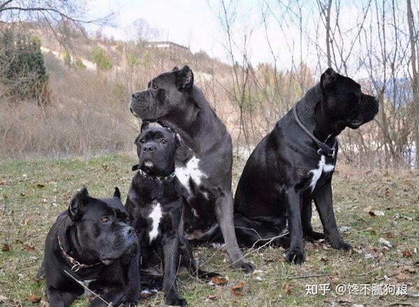 饲养卡斯罗犬的话,那么你一定要有心理准备,因为它的外表是很凶猛的