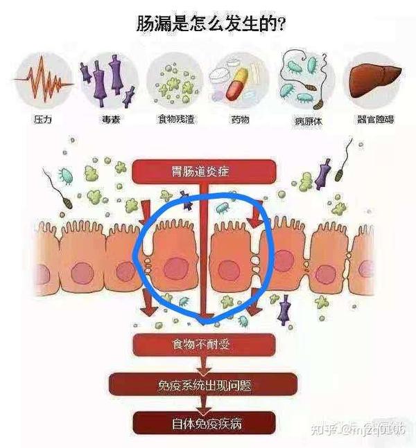 蓝色圈里的细胞叫做小肠绒毛上皮细胞,他们手牵手连在一起