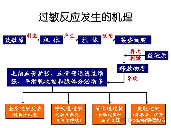 过敏反应机理-中文版(图片来自网络)