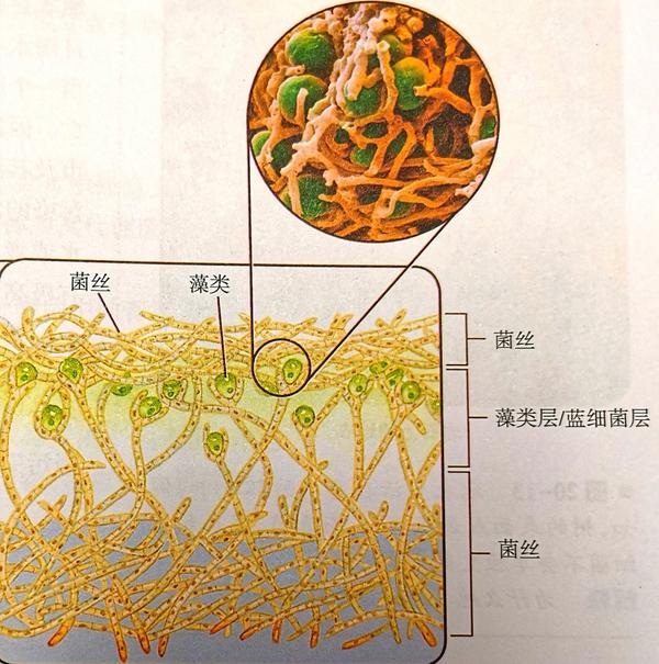 结构上,生理上和遗传上都形成了一个单独的固定的有机体,所以把地衣单