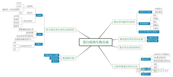 生物化学——蛋白质的生物合成思维导图(系列十二)