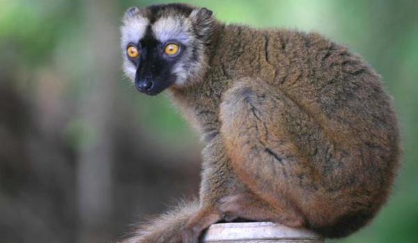 top    褐狐猴 brown lemur