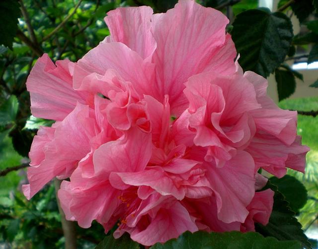 为什么木芙蓉一棵树上有两种颜色的花?