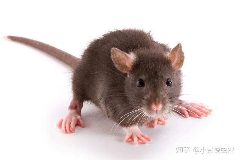 鼠类知多少原来它才是老鼠的眼睛