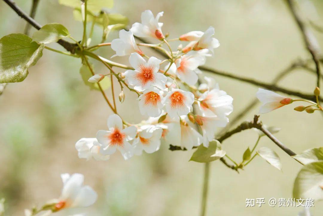 知乎