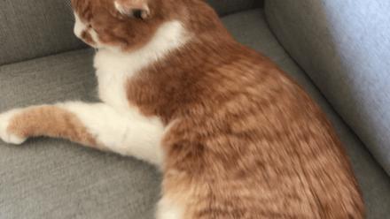 新手养猫需要买哪些装备