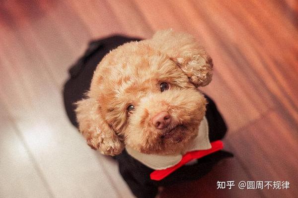 泰迪犬不同的吠叫声有着不一样的表达.