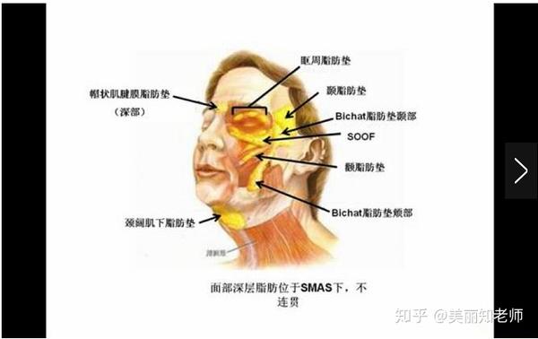 深层脂肪中比较有名气的就是颊脂垫了.