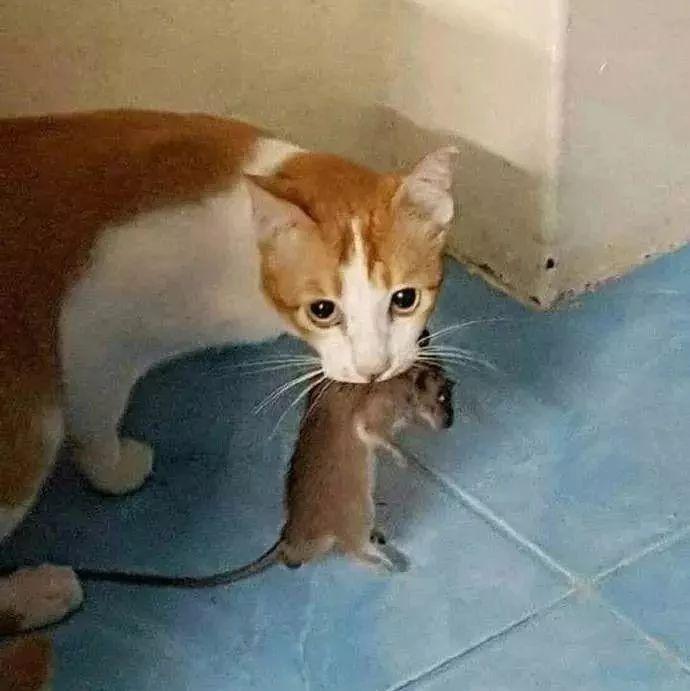 保安室的猫咪居然看着监控抓老鼠