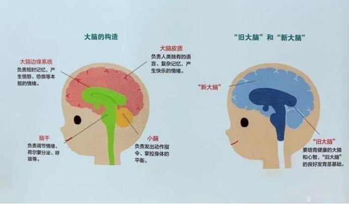 日常小妙招助力宝宝大脑开发