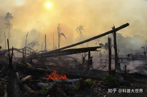 亚马逊森林大火又来了,比去年同期更猛,着火原因让人无语又无奈