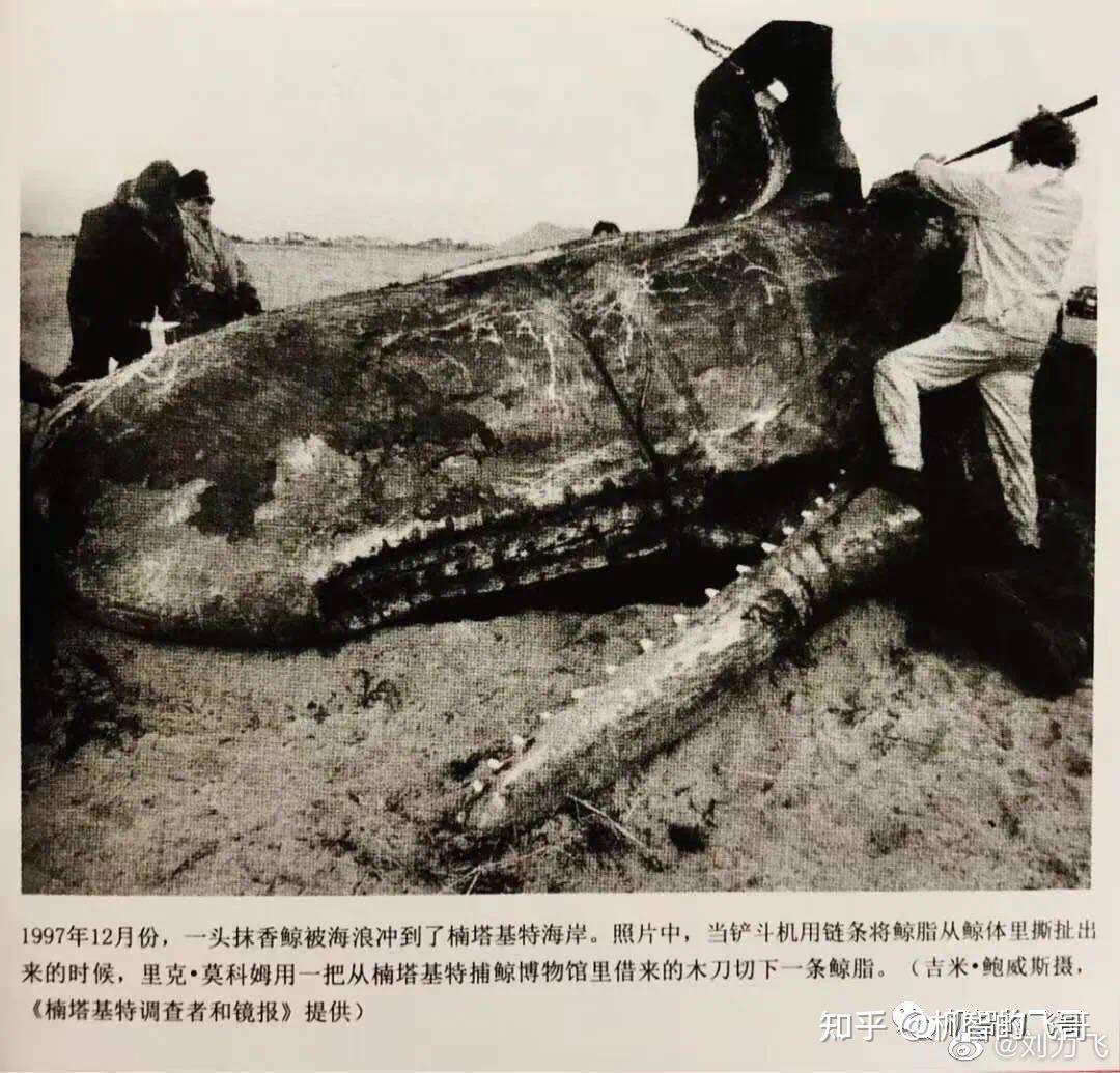 捕鲸船埃塞克斯号的沉没与小说海洋深处