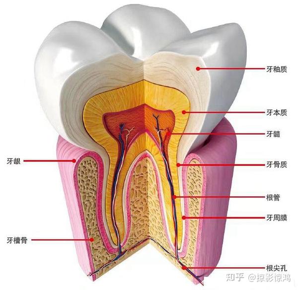 牙齿结构图