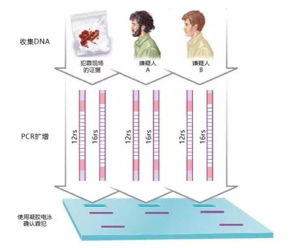 dna也有指纹