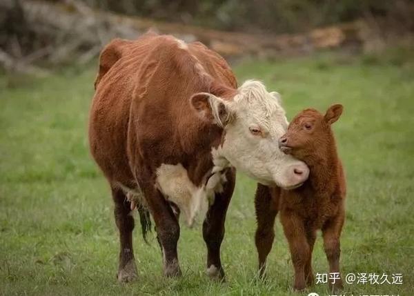 母牛产后胎衣不在临床上可分为全部胎衣不下和部分不下两种.