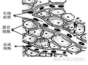 血管弹性医学北大王玉玲博士