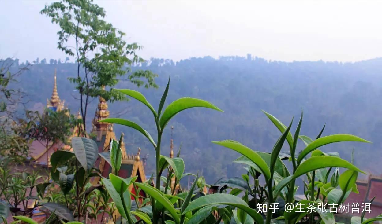 布朗山位于滇南边陲勐海县中缅边境.
