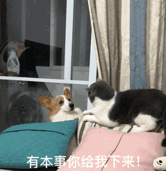 一开始两个的饭盆水盆最好离的原点,让猫咪在高处的地方吃饭,狗狗在地