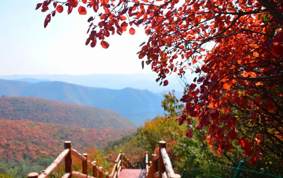 旅游 行业 中岳嵩顶红叶节 "秋山映霞一川红"深秋的嵩顶,漫山红叶,层