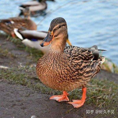 夏天补品——高邮湖土麻鸭